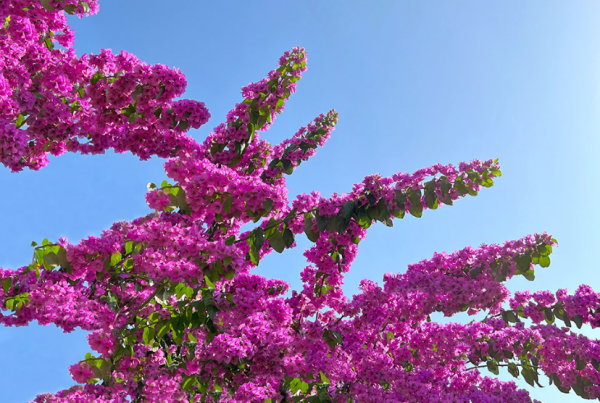 Tanaman Bougainvillea dengan Warna Bunga Cerah